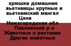 хрюшки домашние  вьетнамцы крупные и вьетнамский мангал › Цена ­ 2 500 - Нижегородская обл., Павловский р-н Животные и растения » Другие животные   